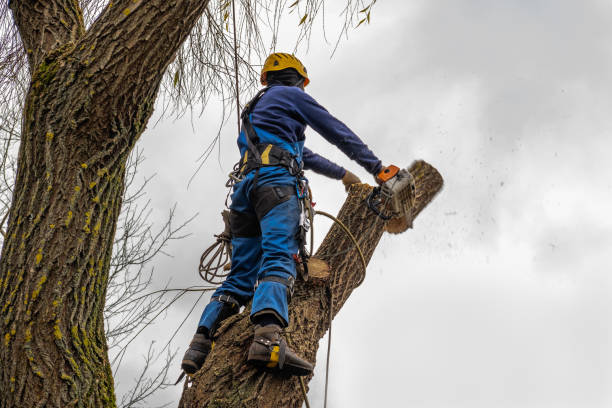 Best Seasonal Cleanup (Spring/Fall)  in Greenbriar, VA