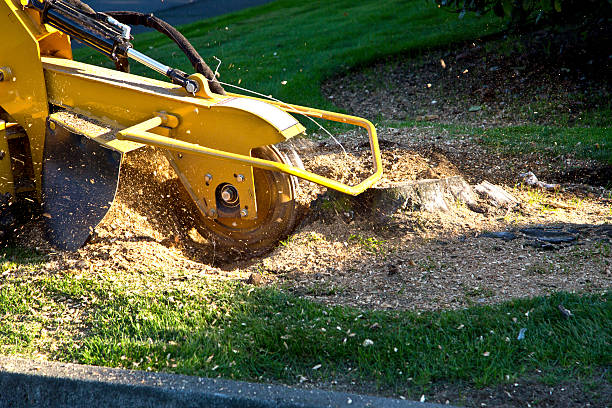 Best Sod Installation  in Greenbriar, VA